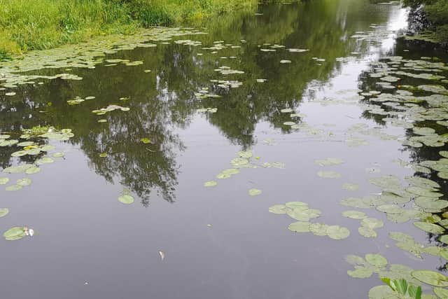Dead fish floating in the River Wreake at Rhubarb Island this morning
PHOTO Kevin Hendey