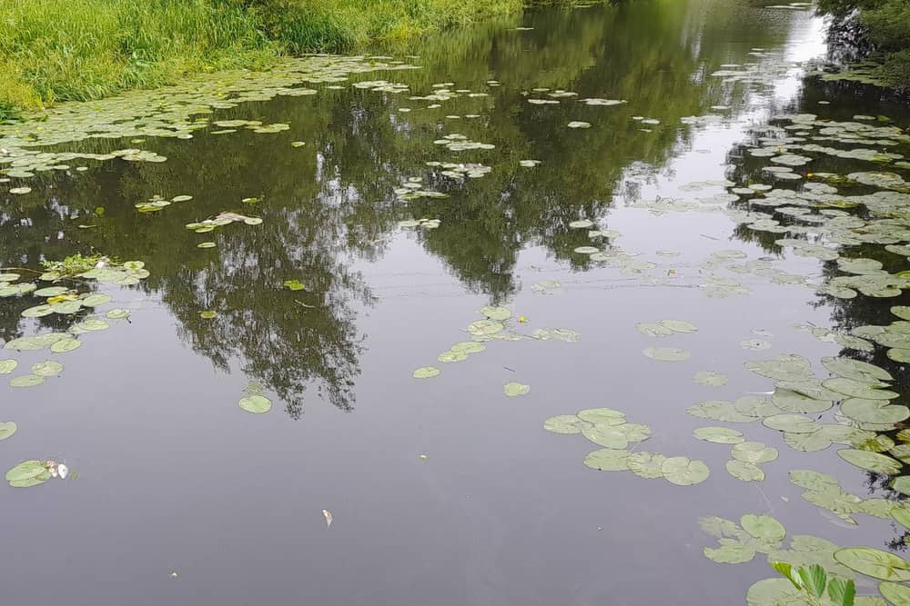 Dead fish floating in the River Wreake at Rhubarb Island this morning
PHOTO Kevin Hendey