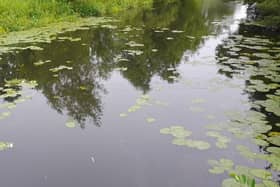 Dead fish floating in the River Wreake at Rhubarb Island this morning
PHOTO Kevin Hendey