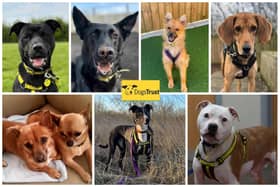 This month's magnificent 7 from Dogs Trust Loughborough