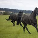 Military horses are released into the fields around Melton's Defence Animal Training Regiment base