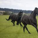 Military horses are released into the fields around Melton's Defence Animal Training Regiment base