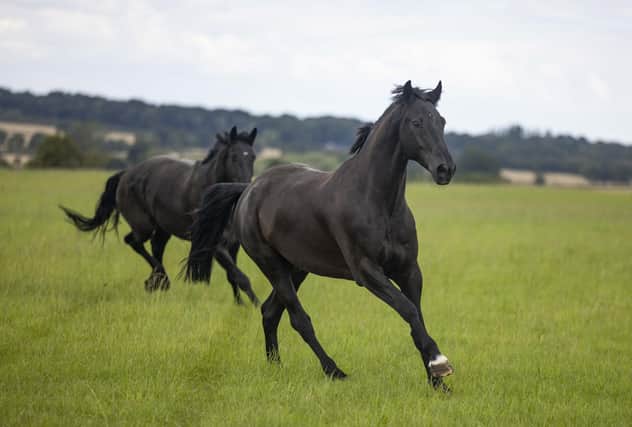 Military horses are released into the fields around Melton's Defence Animal Training Regiment base