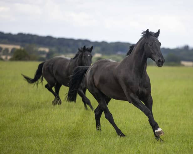 Military horses are released into the fields around Melton's Defence Animal Training Regiment base
