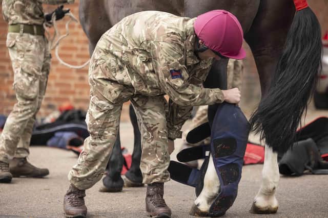 Military horses arrive at Melton's DATR base for the summer