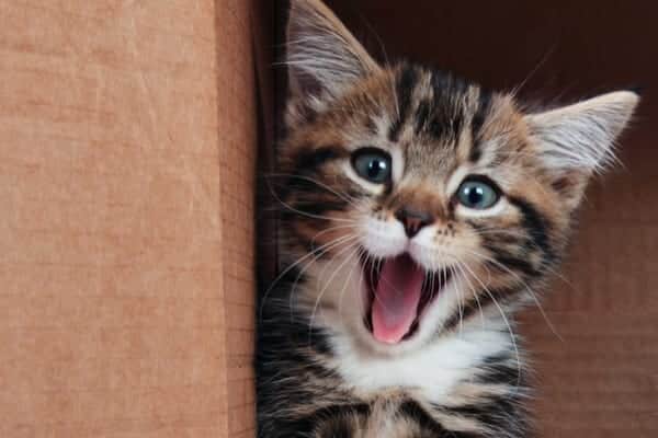 Last year saw the launch of the world’s first miaowing debit card (Photo: Shutterstock)