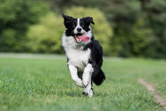 The border collie was rescued using sausages and bacon (Photo: Dundonnell Mountain Rescue Team)