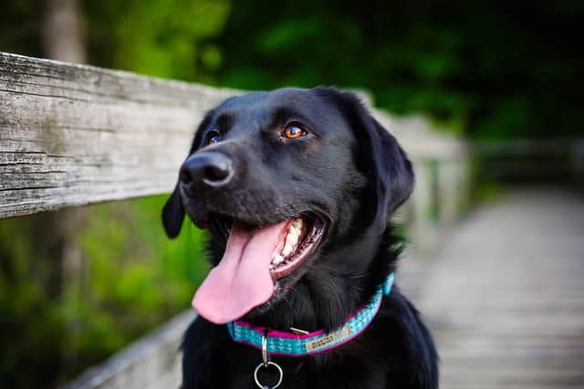 This is what you need to know in order to keep your dog and yourself safe (Photo: Shutterstock)