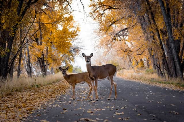 Different rules apply to different animals (Photo: Shutterstock)