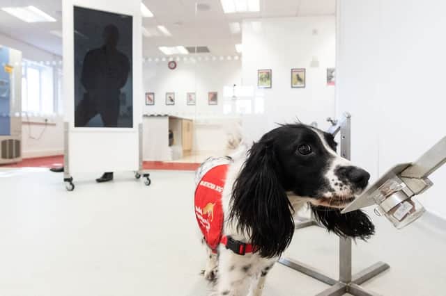 'Freya' correctly detects a sample from a row of sample pots at the 'Medical Detection Dogs' charity headquarters in Milton Keynes (Photo: Leon Neal/Getty Images)