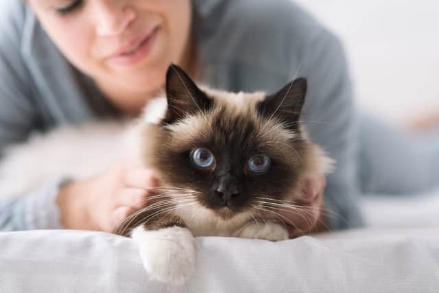 Cat behaviour is often misunderstood by us humans, which has sadly given them the reputation for being indifferent or aloof.
(Shutterstock)