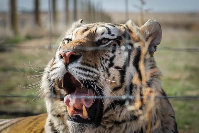 Jeff Lowe has said, “I no longer want to exhibit animals to the public. We have been contemplating this for weeks." (Getty Images)