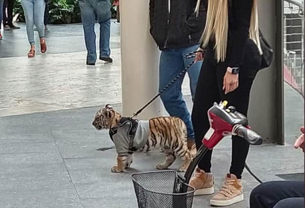 The owner has since defended her ownership of the two month old exotic animal on social media. (Twitter)