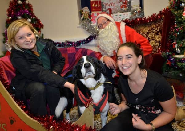 Santa Paws with (from left:) canine carer Lauren Bedford, Ella Tonge and Mr Darcy, the centre's sponsor dog PHOTO: Supplied