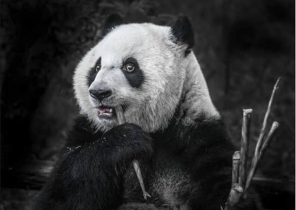 Giant Panda Eats Shoots by Dennis Watts