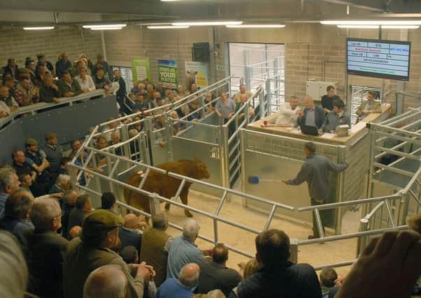 The new auction ring in use at Melton Cattle Market EMN-180301-114151001