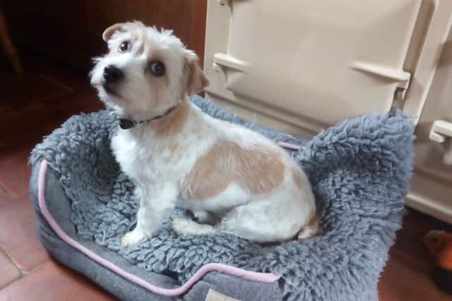 Blossom, a sporting lucas terrier which was viciously attacked by another dog in Melton, pictured before the incident EMN-180117-100319001