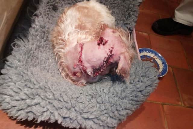 Blossom, a sporting lucas terrier which was viciously attacked by another dog in Melton, recovers after life-saving surgery EMN-180117-092612001