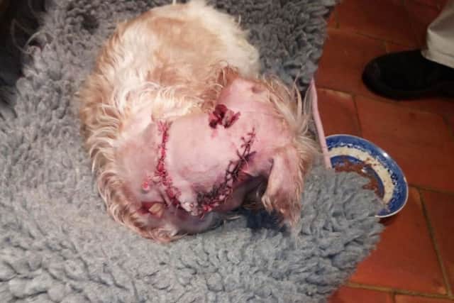 Blossom, a sporting lucas terrier which was viciously attacked by another dog in Melton, recovers after life-saving surgery EMN-180117-092612001