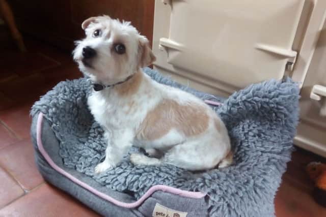 Blossom, a sporting lucas terrier which was viciously attacked by another dog in Melton, pictured before the incident EMN-180117-100319001