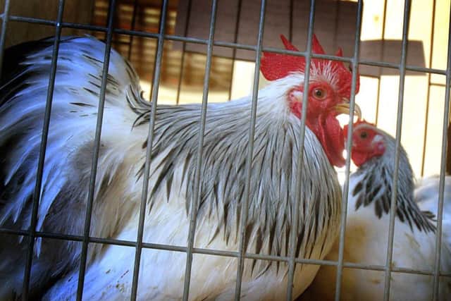 Roosters on the roster at the rare breeds poultry show in Melton EMN-180118-154840001