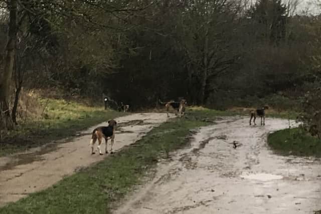 Foxhounds pictured in Melton Country Park on Saturday before police were called about the suspected illegal killing of a fox EMN-180502-161620001