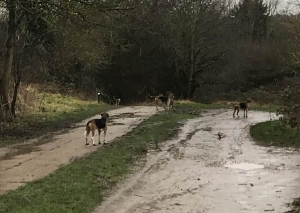 Foxhounds pictured  in Melton Country Park on Saturday before police were called about the suspected illegal killing of a fox EMN-180502-161620001