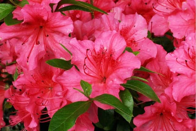 Azaleas can cause serious problems for cats and dogs