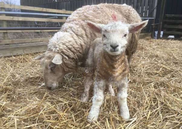 A whopping 11.2kg lamb born on a farm at Upper Broughton EMN-180703-171017001