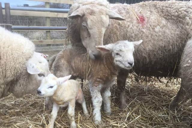 A whopping 11.2kg lamb born on a farm at Upper Broughton EMN-180703-171006001
