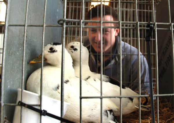 Melton Young Farmer George Hall checks out some miniature waterfowl before putting in his bid EMN-180416-120546001