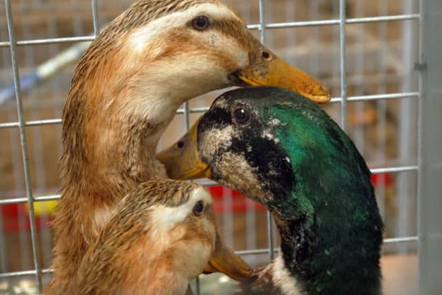 Appleyard ducks at the rare breeds poultry show EMN-180416-120525001