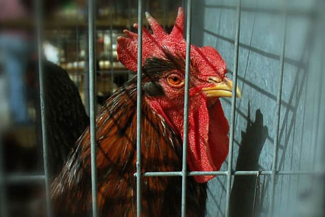 A Barnevelder cockerel at the rare breeds poultry show EMN-180416-120505001