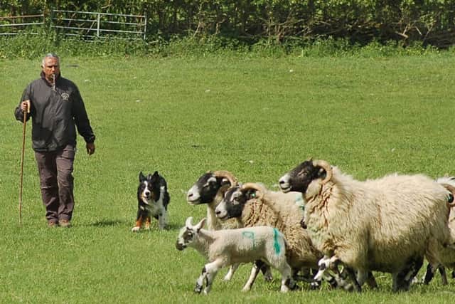 John O'Gaunt champion sheepdog trainer Nij Vyas working with his sheepdog Cody EMN-181105-133452001