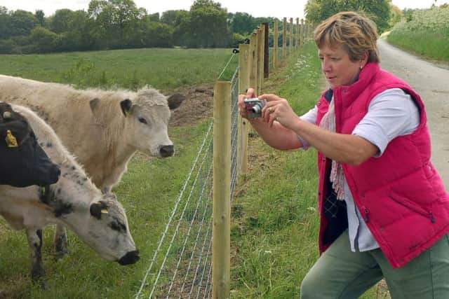 Open Farm Sunday - Kim Shaw gets up close and personal with some rare breed cattle at Northfield Farm PHOTO: Tim Williams
