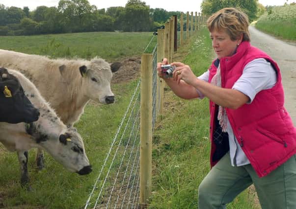 Open Farm Sunday - Kim Shaw gets up close and personal with some rare breed cattle at Northfield Farm PHOTO: Tim Williams
