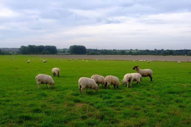 Sheep on the Brooksby estate PHOTO: Supplied
