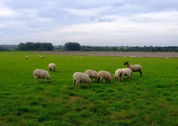 Sheep on the Brooksby estate PHOTO: Supplied