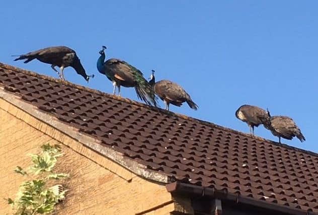 Four peacocks photographed by reader Martin Rooney after he spotted them on the roof of his Melton home EMN-180613-130130001