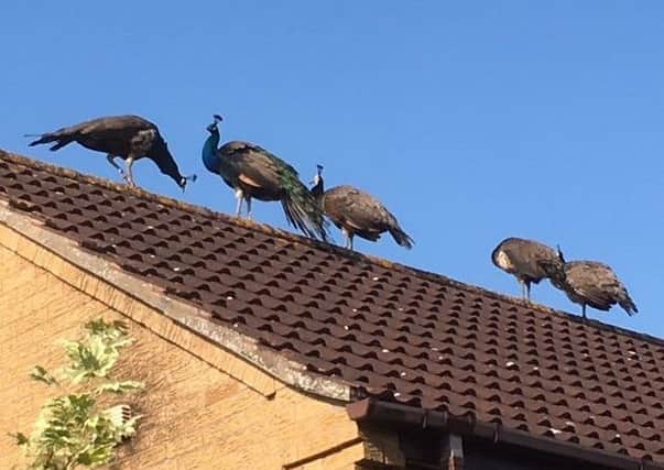 Four peacocks photographed by reader Martin Rooney after he spotted them on the roof of his Melton home EMN-180613-130130001
