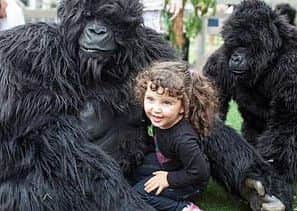 Meeting the gorillas will be one of the highlights for children at this year's event PHOTO: Supplied