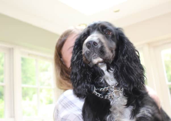 Suzie, a two-year-old cocker spaniel, which ran off after being spooked by a hot air balloon in Melton Country Park EMN-180626-111608001
