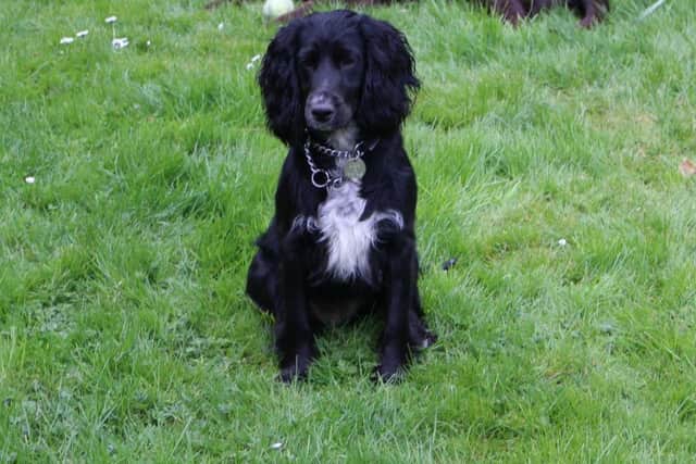 Suzie, a two-year-old cocker spaniel, which ran off after being spooked by a hot air balloon in Melton Country Park EMN-180626-111620001