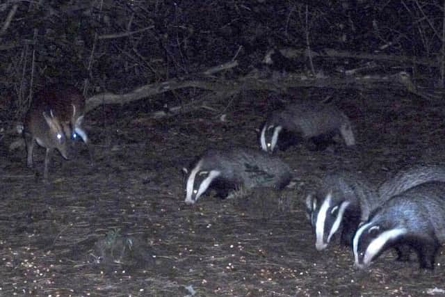 Badger watches are taking palce at Holwell Nature Reserves throughout the summer PHOTO: Supplied