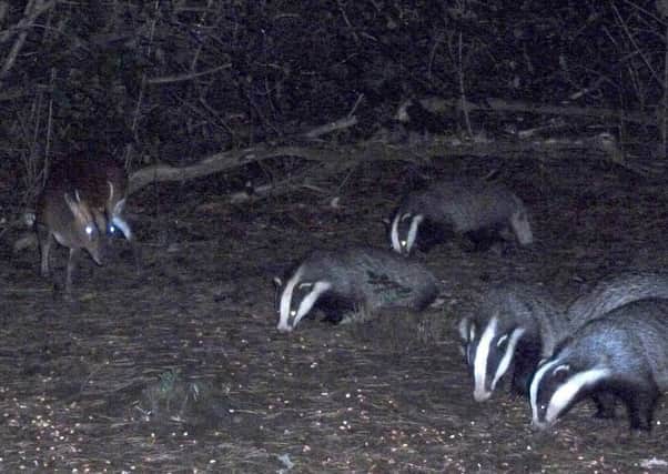 Badger watches are taking palce at Holwell Nature Reserves throughout the summer PHOTO: Supplied