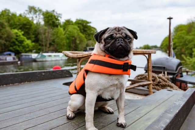 Patrick the pug PHOTO: PA Photo/Walt Disney Pictures/Pugnacious Films Ltd/Nick Wall
