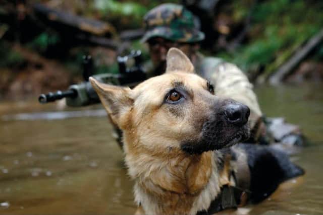 A military dog trained at Melton's Defence Animal CentrePHOTO DATR and RAVC EMN-180725-100817001