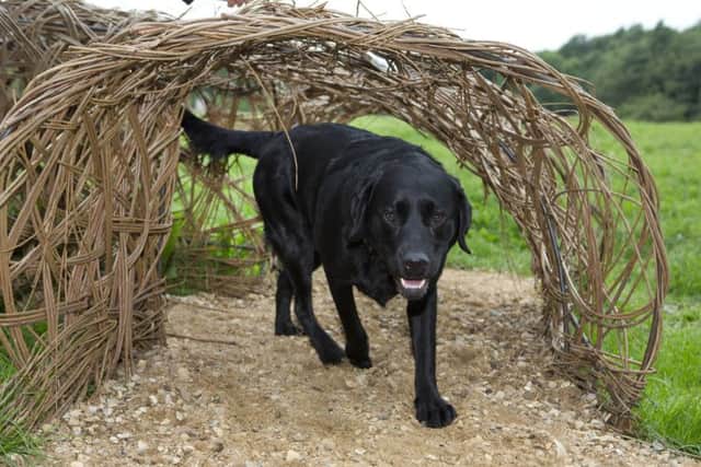 Labrador Poppy makes use of the new agility apparatus at the opening of a new dog activity trail in Melton Country Park EMN-180726-161507001