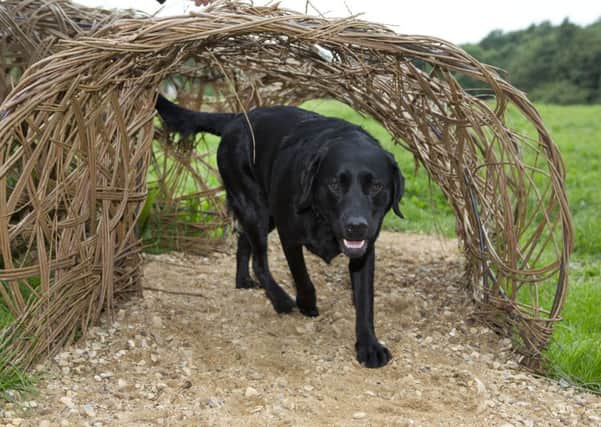 Labrador Poppy makes use of the new agility apparatus at the opening of a new dog activity trail in Melton Country Park EMN-180726-161507001
