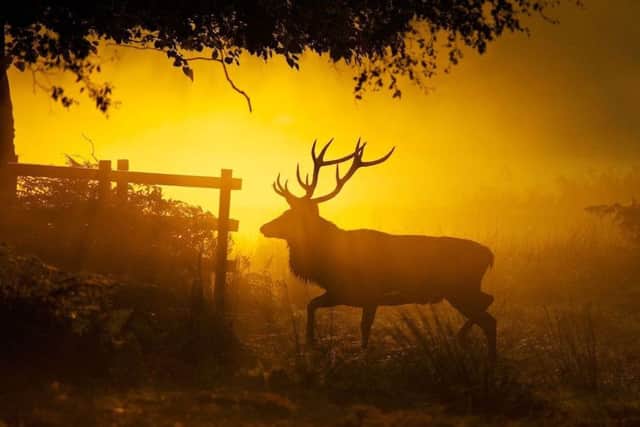Sunrise stag PHOTO: Allan Wild